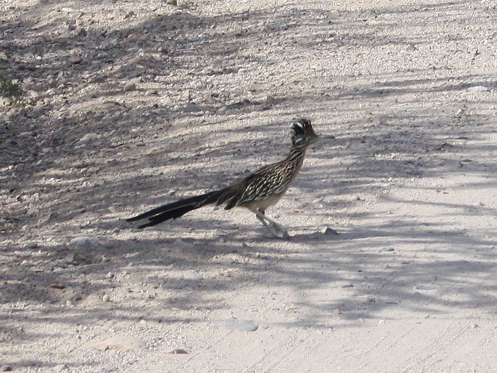 roadrunner.jpg