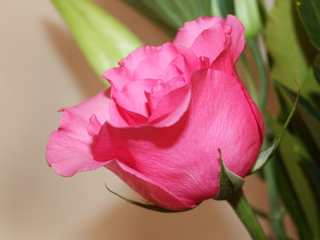 pink-rose.jpg