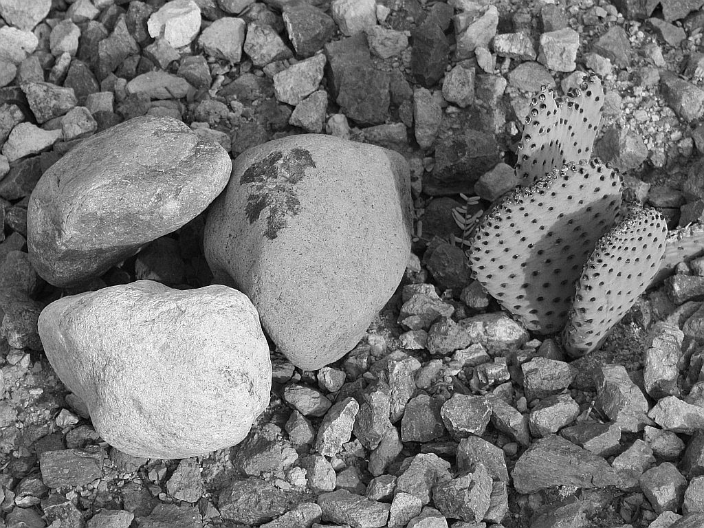 rock-garden.jpg