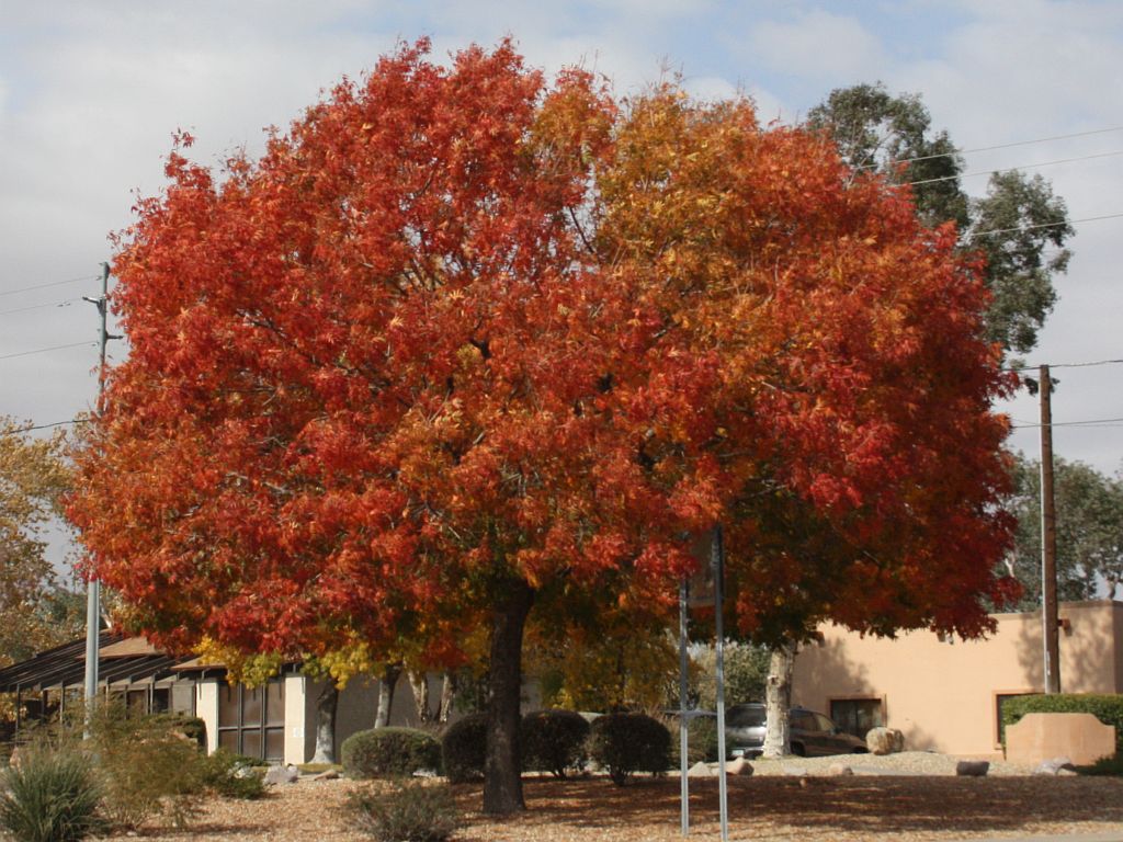 fall-colors.jpg