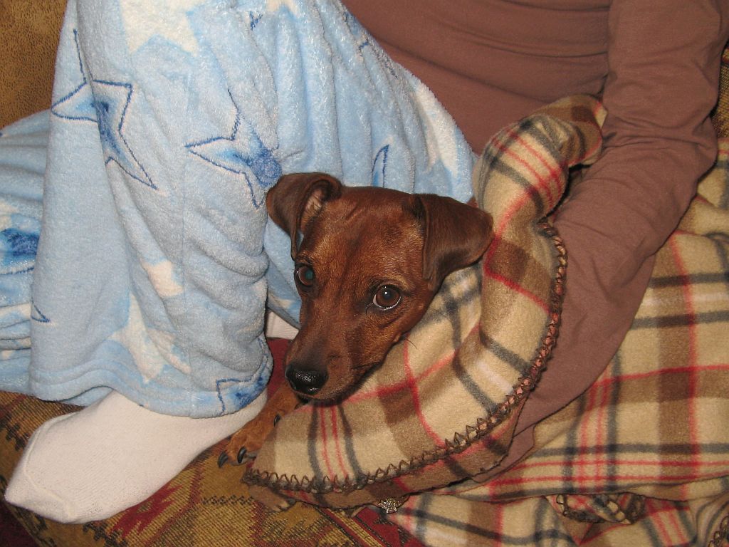 warm-puppy.jpg