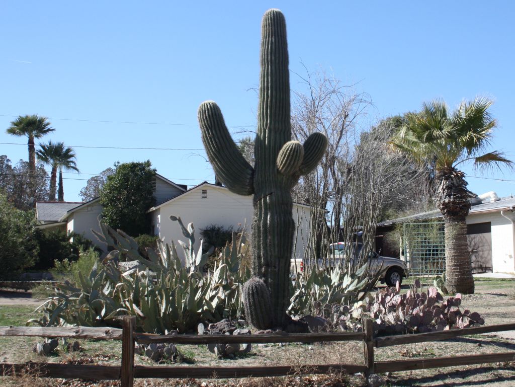 cactus-garden.jpg