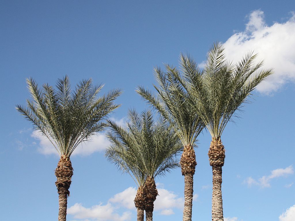 palm-clouds.jpg