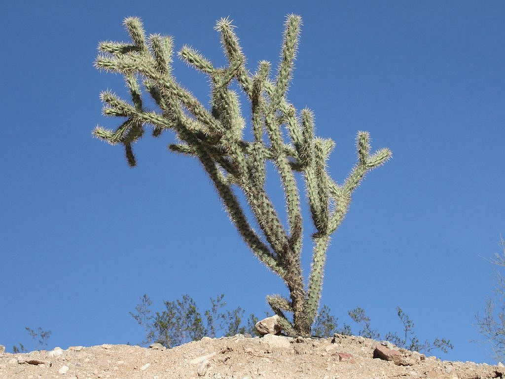 cholla.jpg