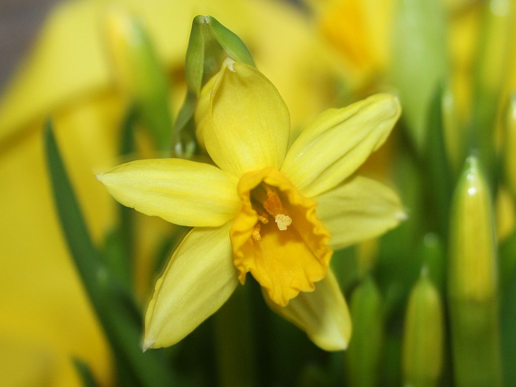 daffodil.jpg