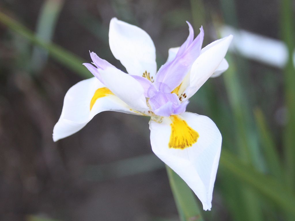 iris.jpg