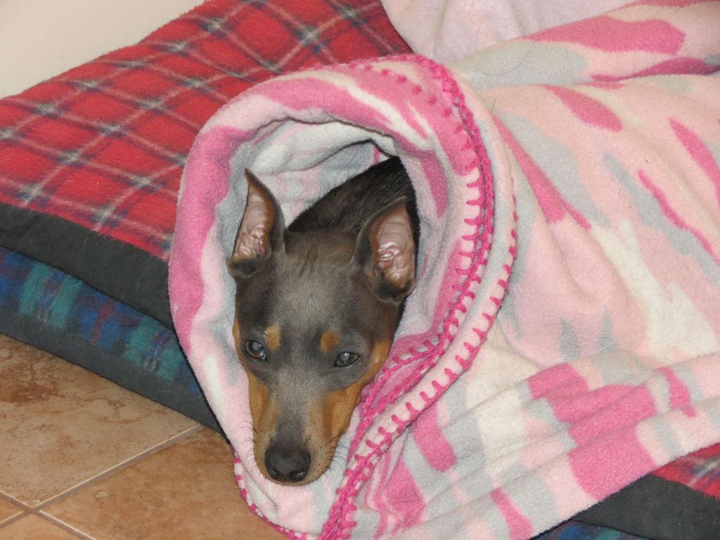 cabela-tucked-in.jpg