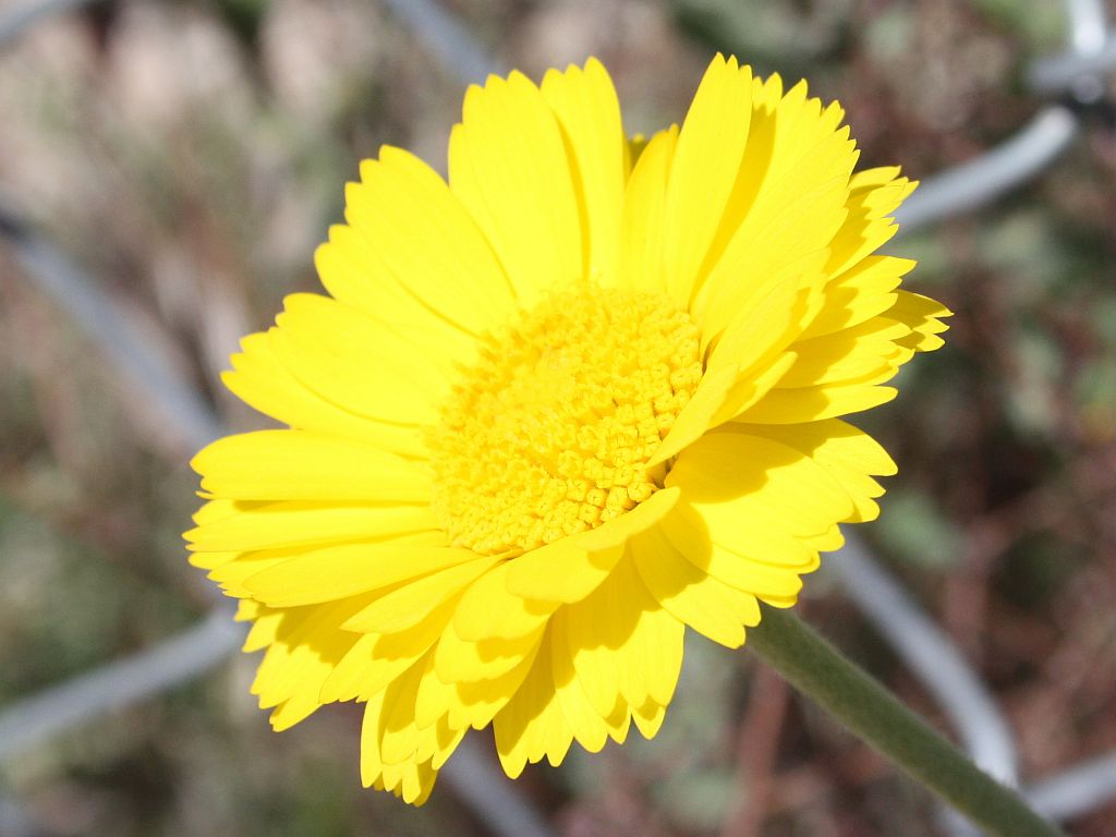 desert-marigold.jpg