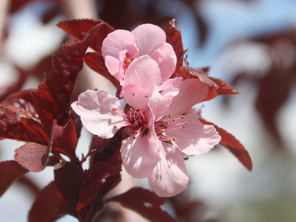 flowering-plum.jpg