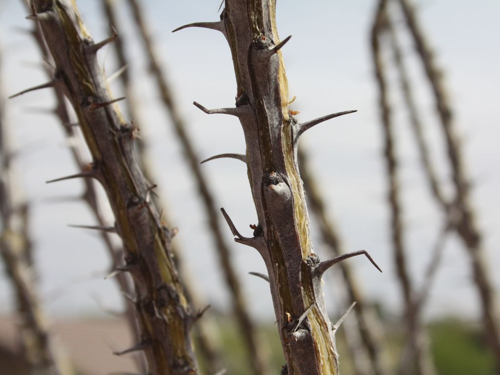 ocotillo.jpg