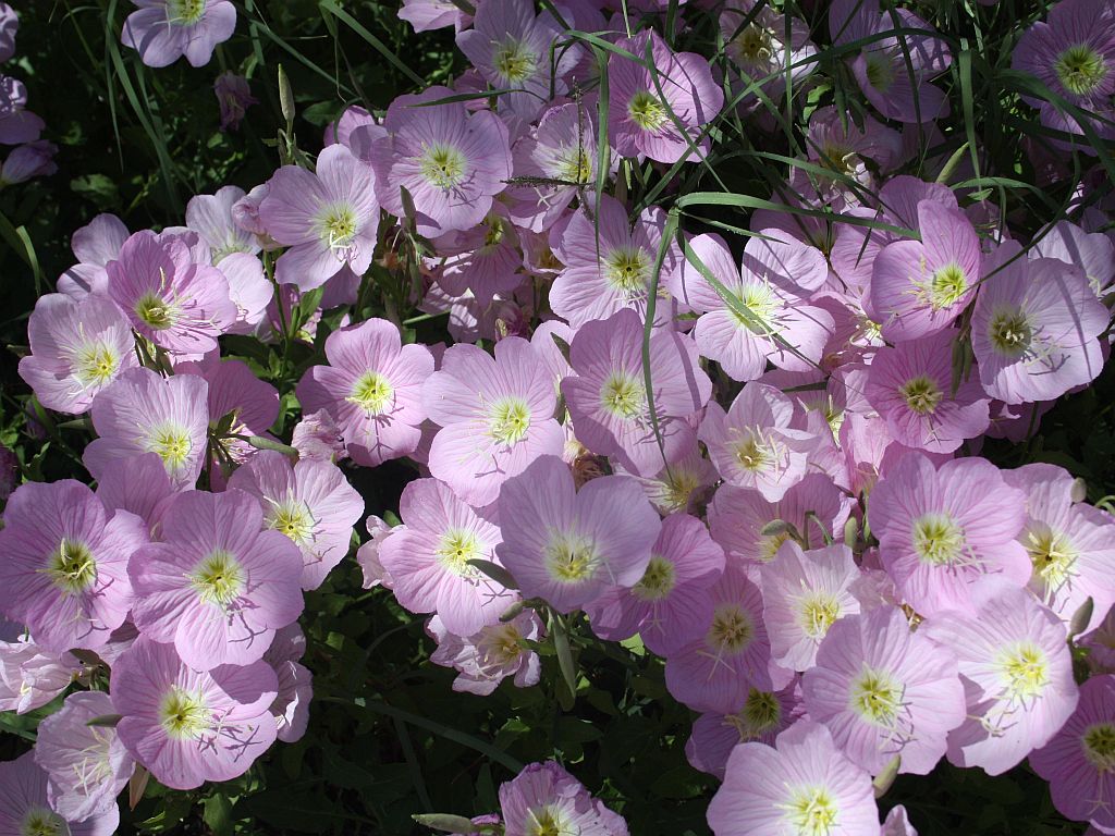 pink-flowers.jpg