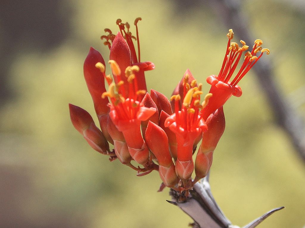 ocotillo.jpg