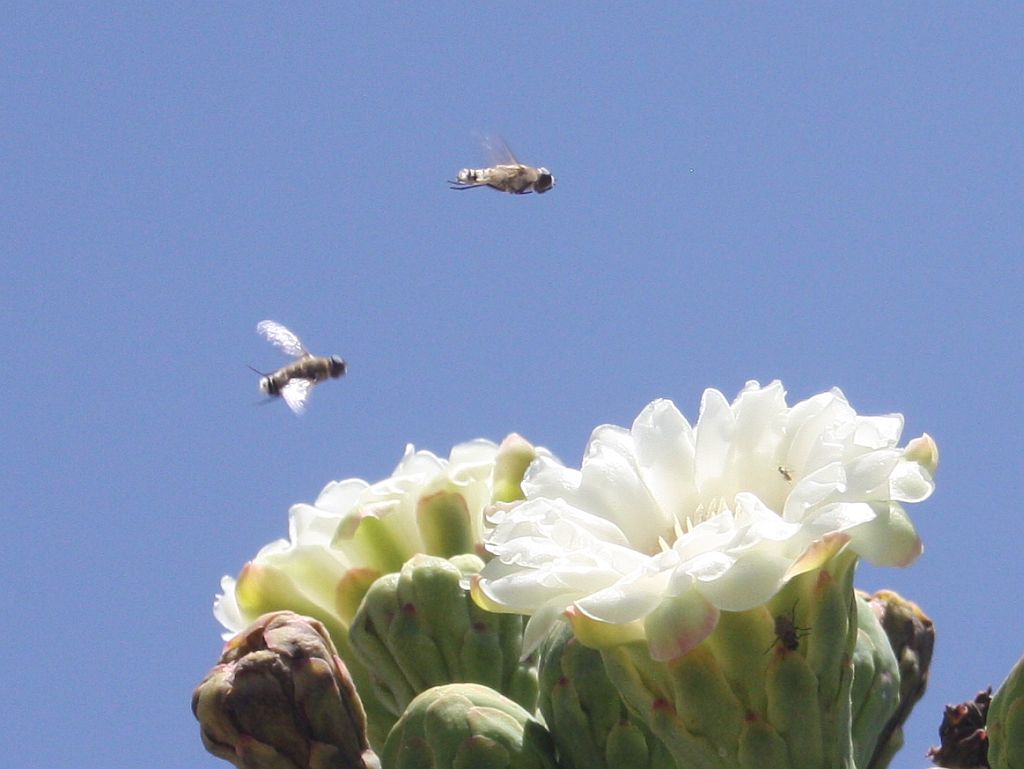 pollinators.jpg