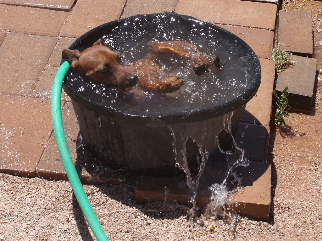 puppy-spa.jpg