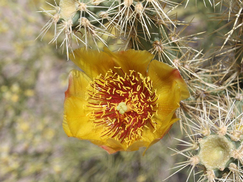 yllow-cholla.jpg