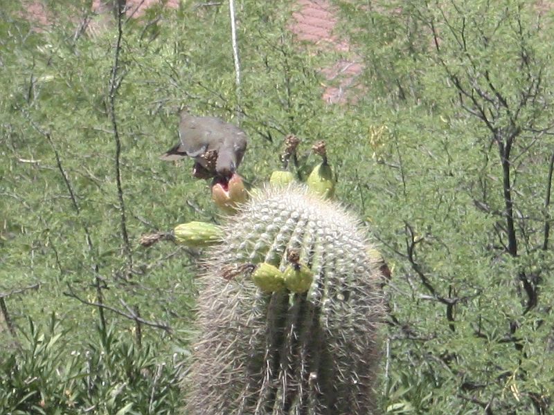 dove-saguaro-fruit.jpg