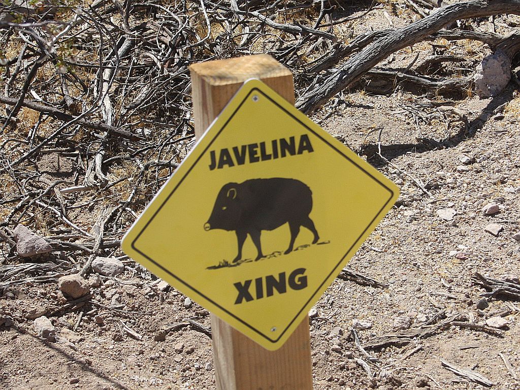 javelina-xing.jpg