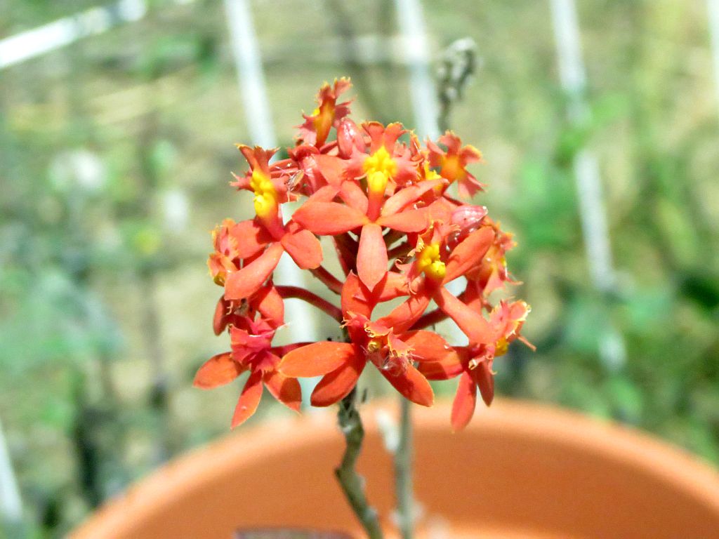 tiny-orchids.jpg