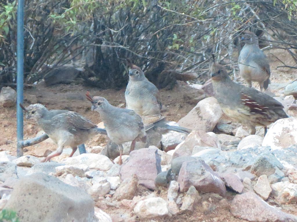 Quail Brood