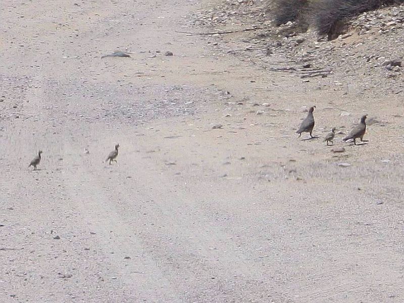quail-trail.jpg