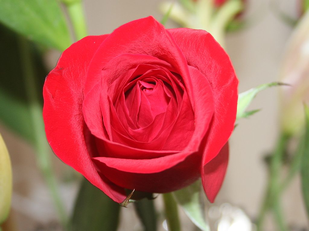 red-rose.jpg