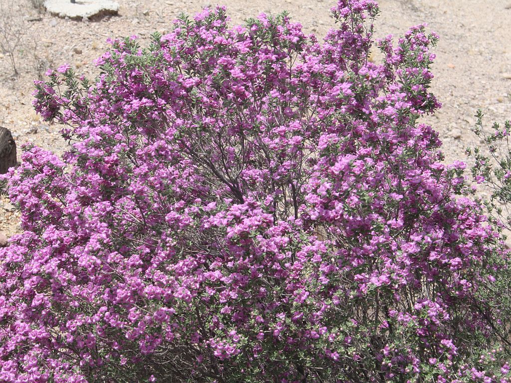 More Purple Sage Flowers