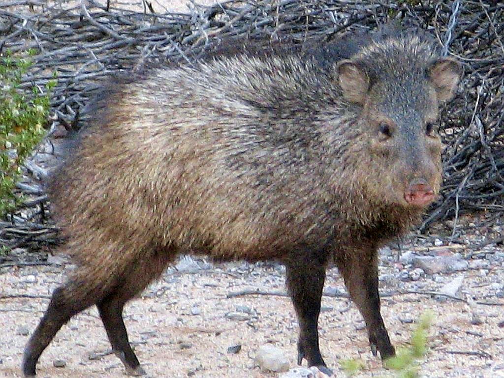 Javelina Encounter