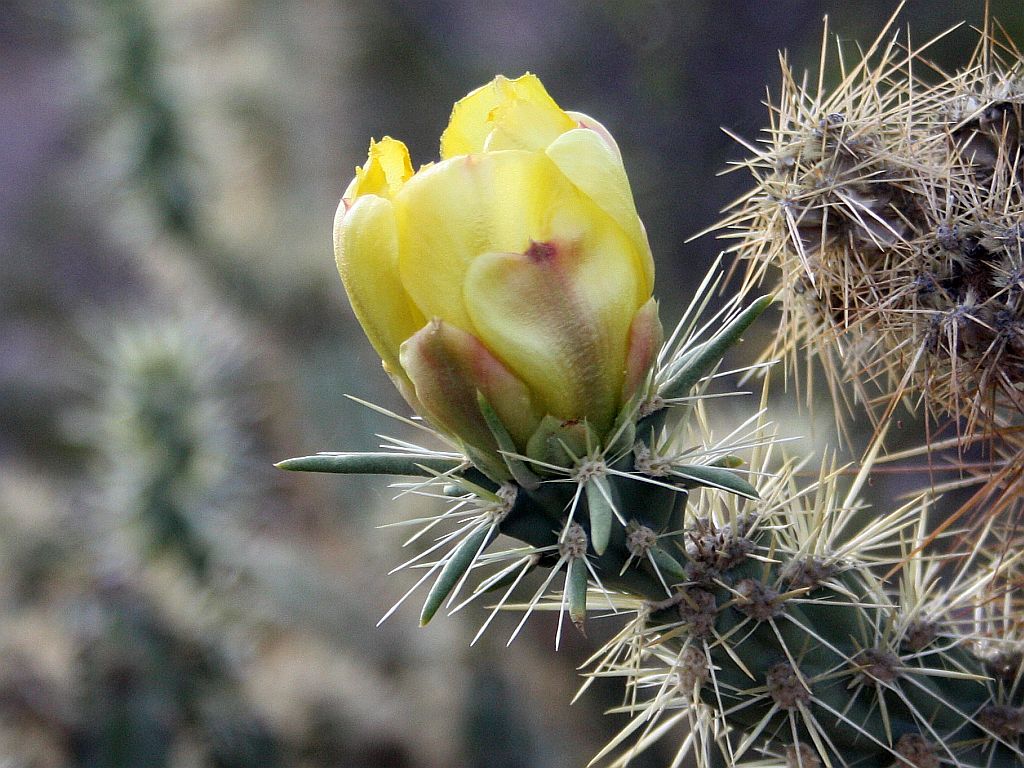 Late Cholla Flower