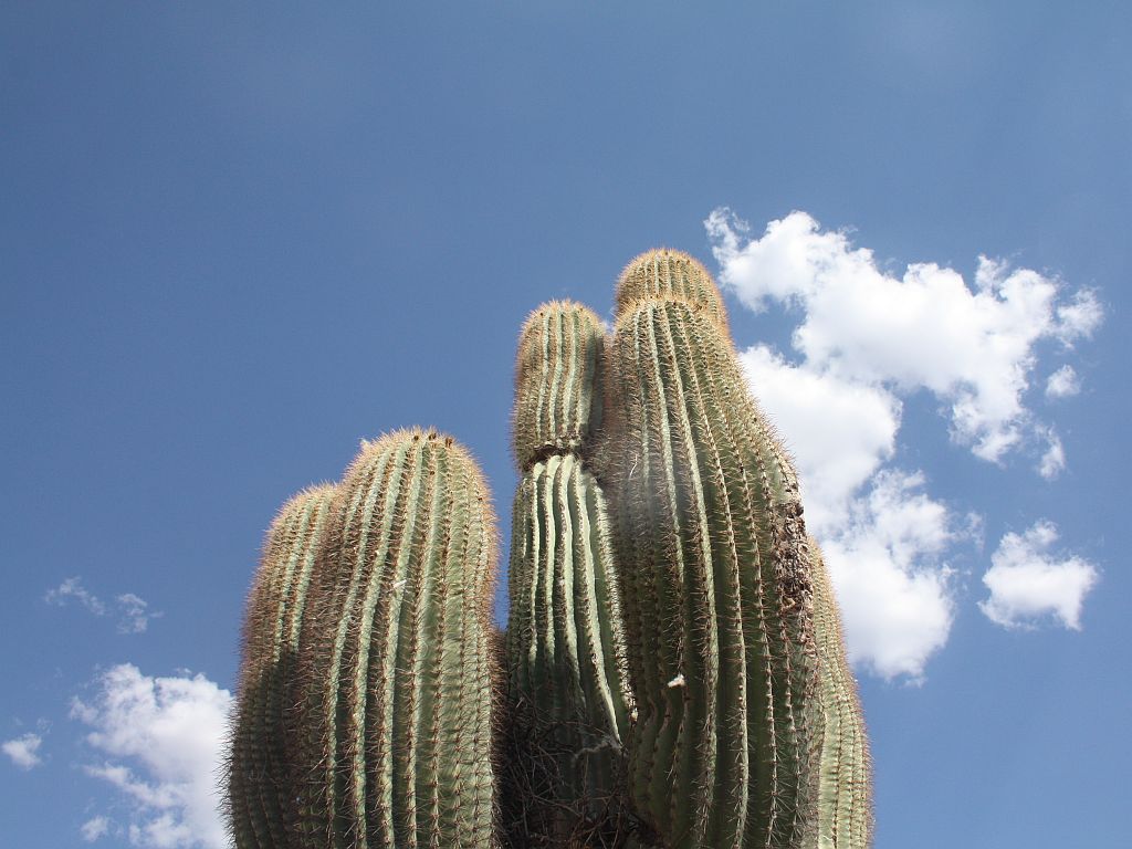 Saguaro and Sky