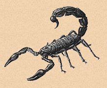 scorpion