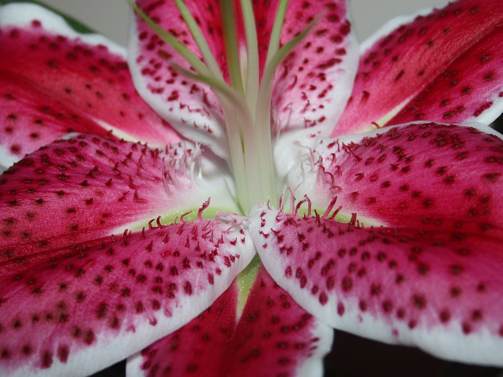 Stargazer Lily Close-up