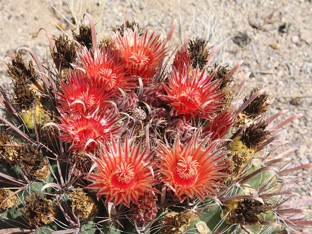 Devil’s Tongue Orange Flowers