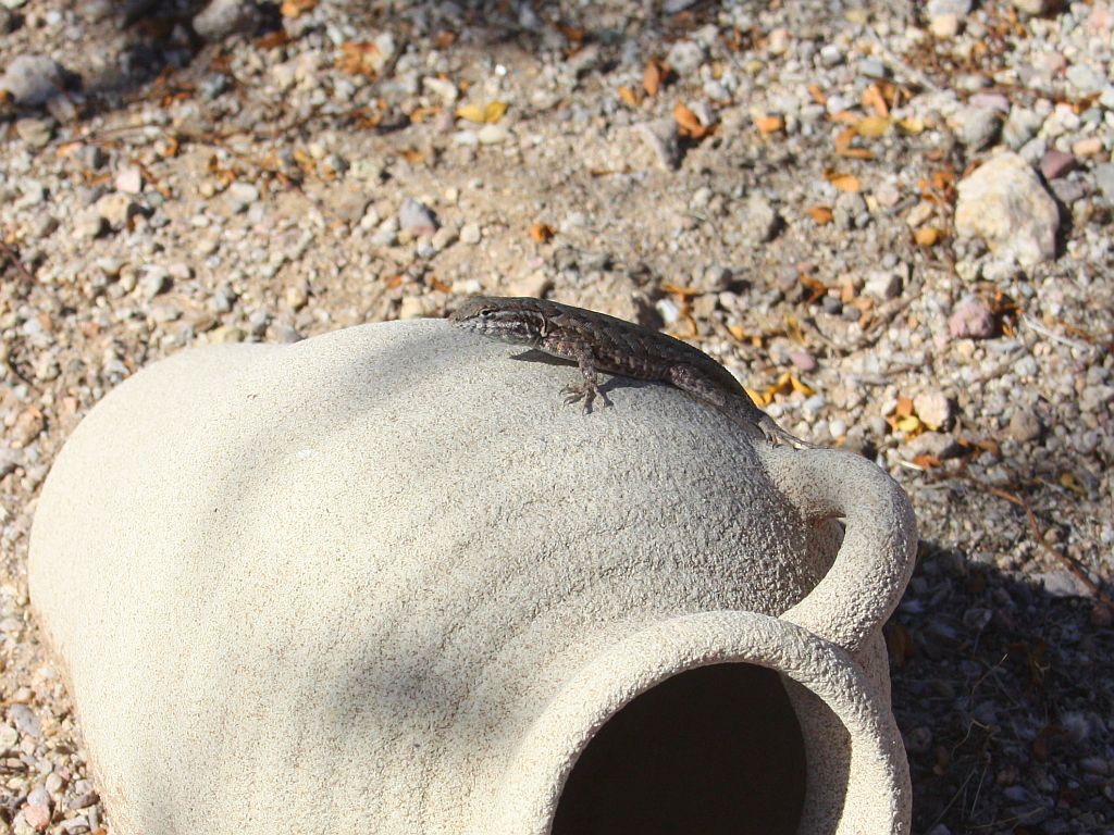 lizard-and-jug.jpg