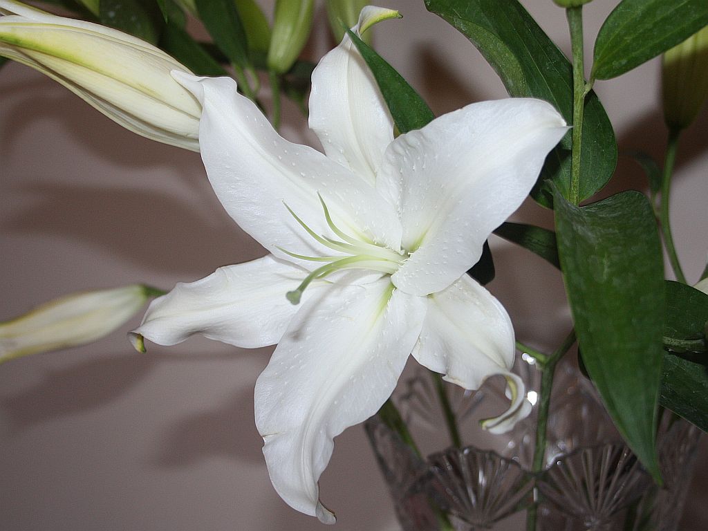 White Asian Lily