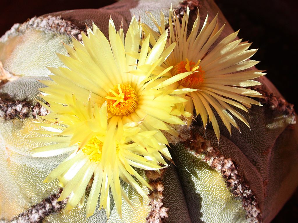 Bishop’s Hat Cactus Flowers