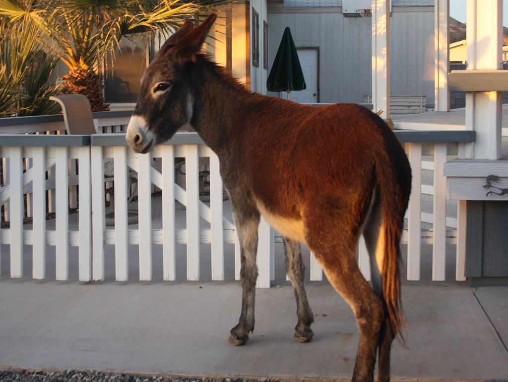 Burro