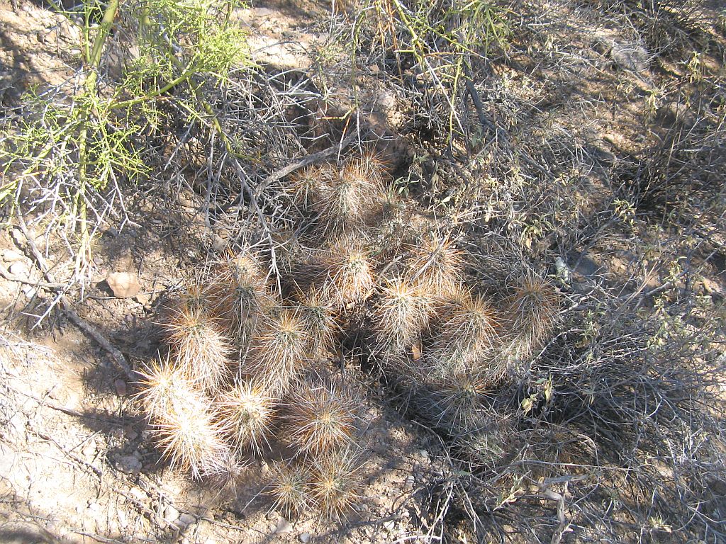 Hidden Hedgehog Cacti