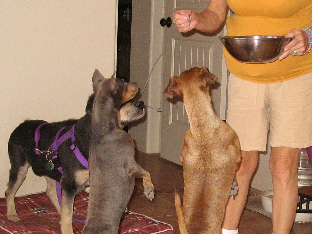 leftover-treats.jpg
