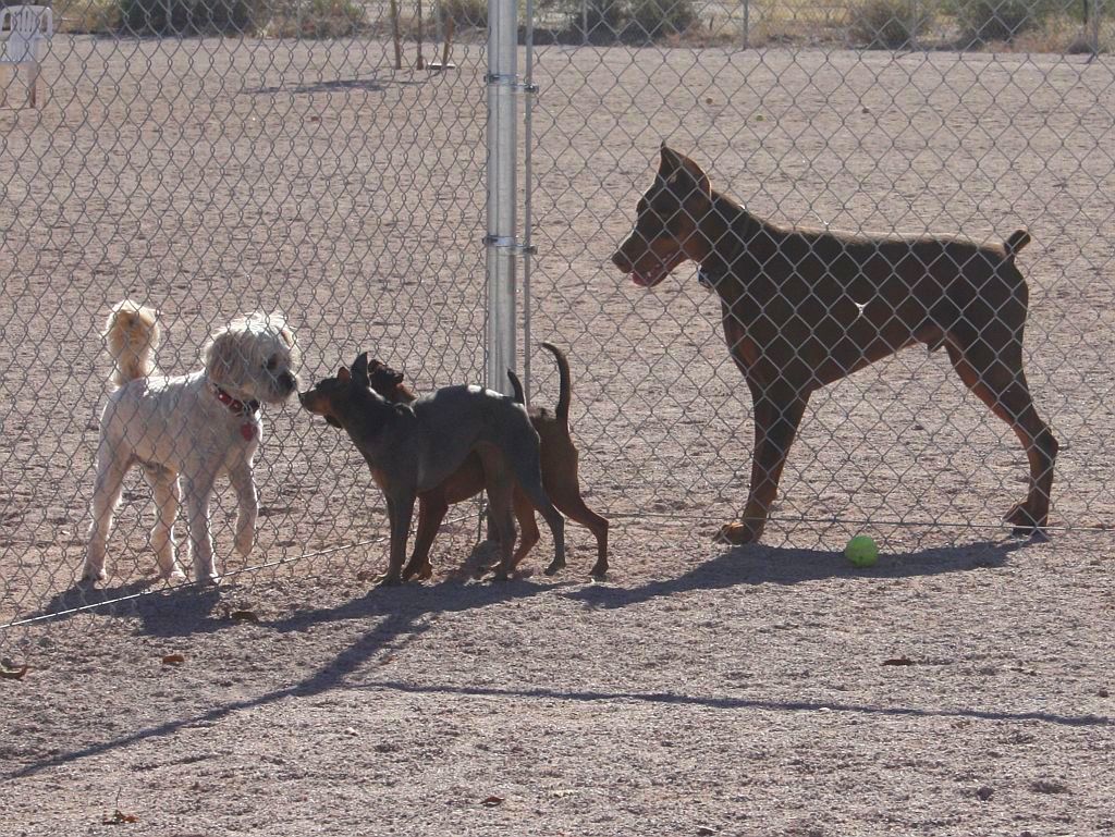 Meeting New Friends at the Dog Park