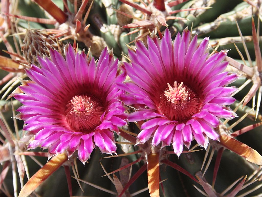 Purple Flowers