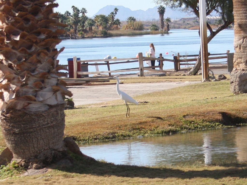 River Heron