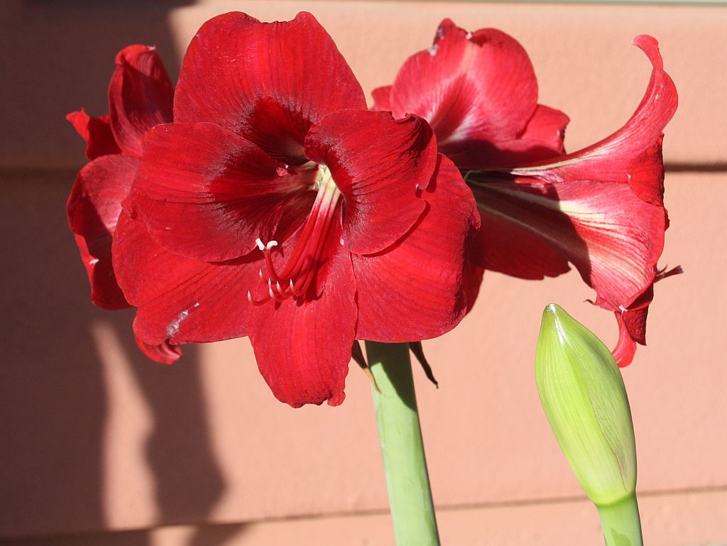 Four Red Trumpets