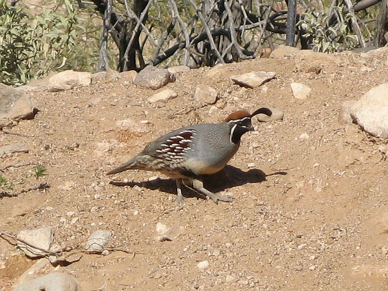 Gambel’s Quail