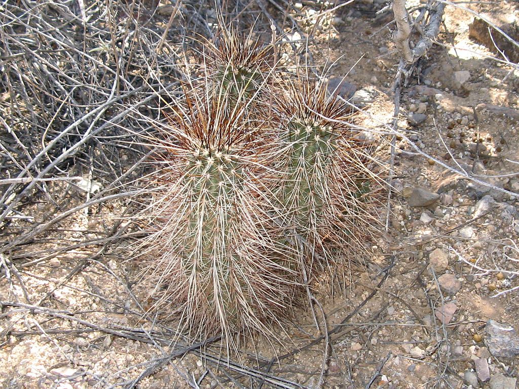 Hidden Hedgehog Cactus