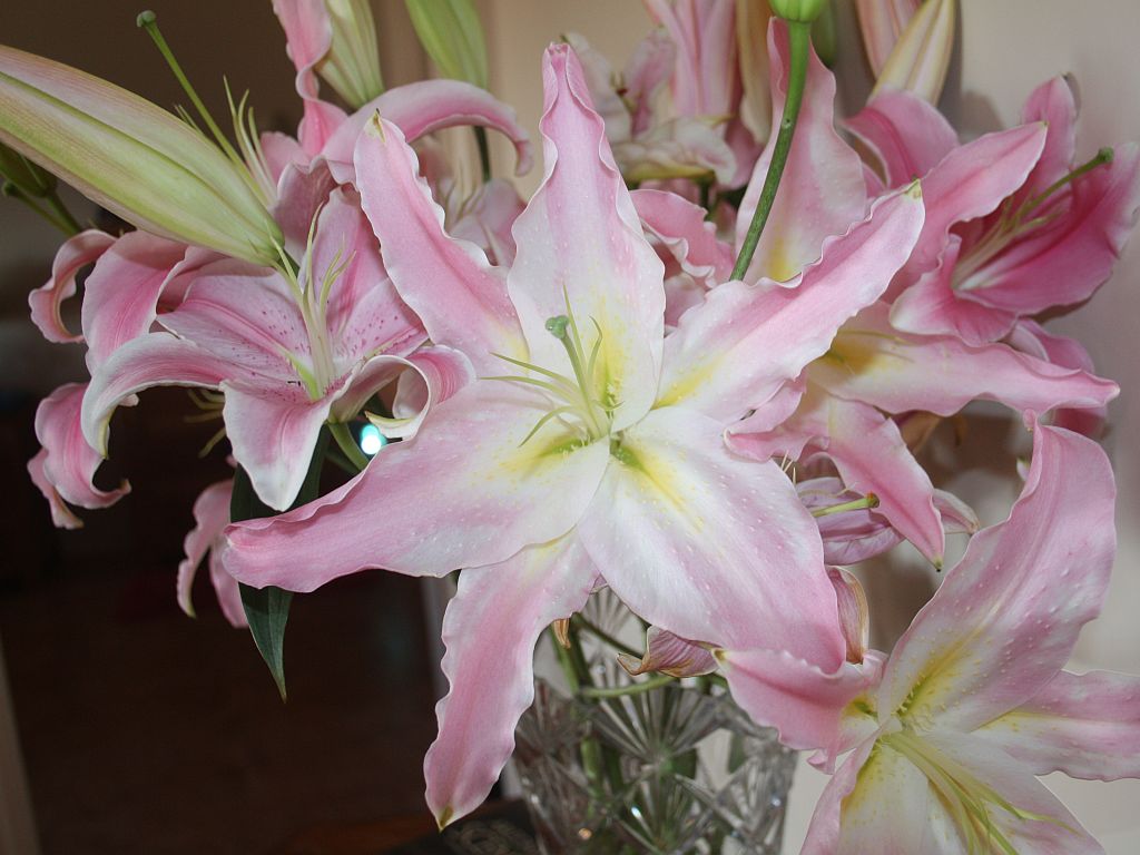 Giant Asian Lilies