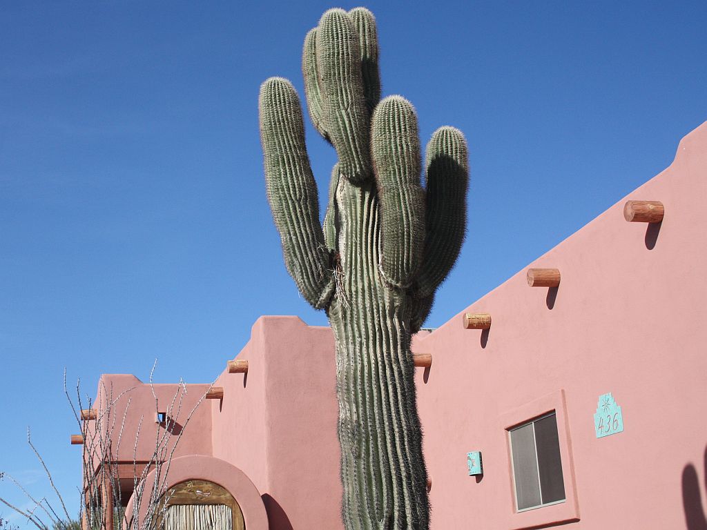 Big Saguaro Cactus