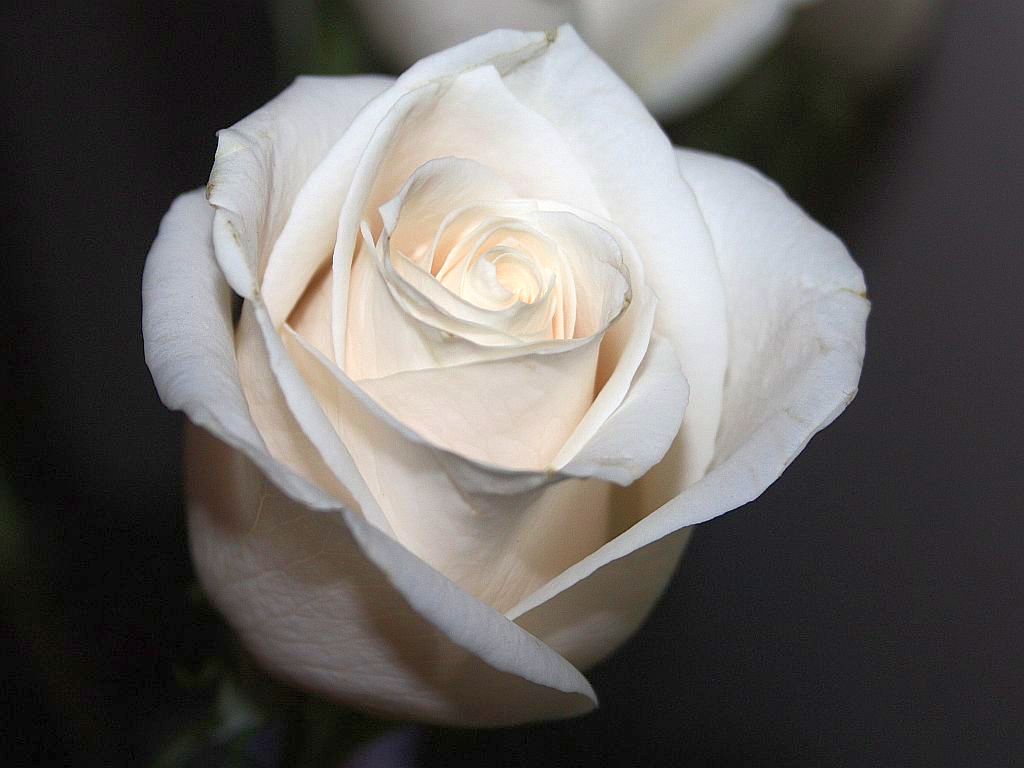 Creamy White Vendela Rose