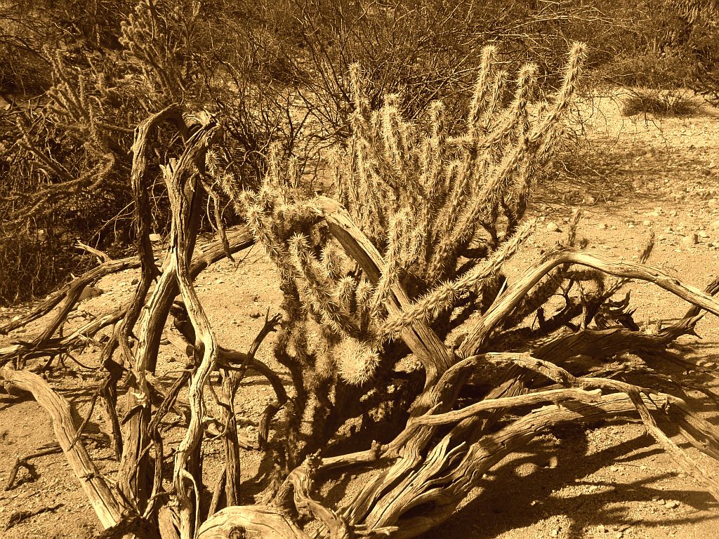 Cholla and Deadwood