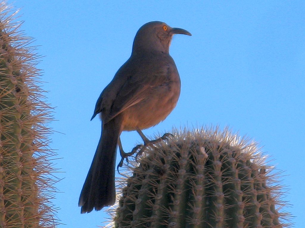 Curve Billed Thrasher