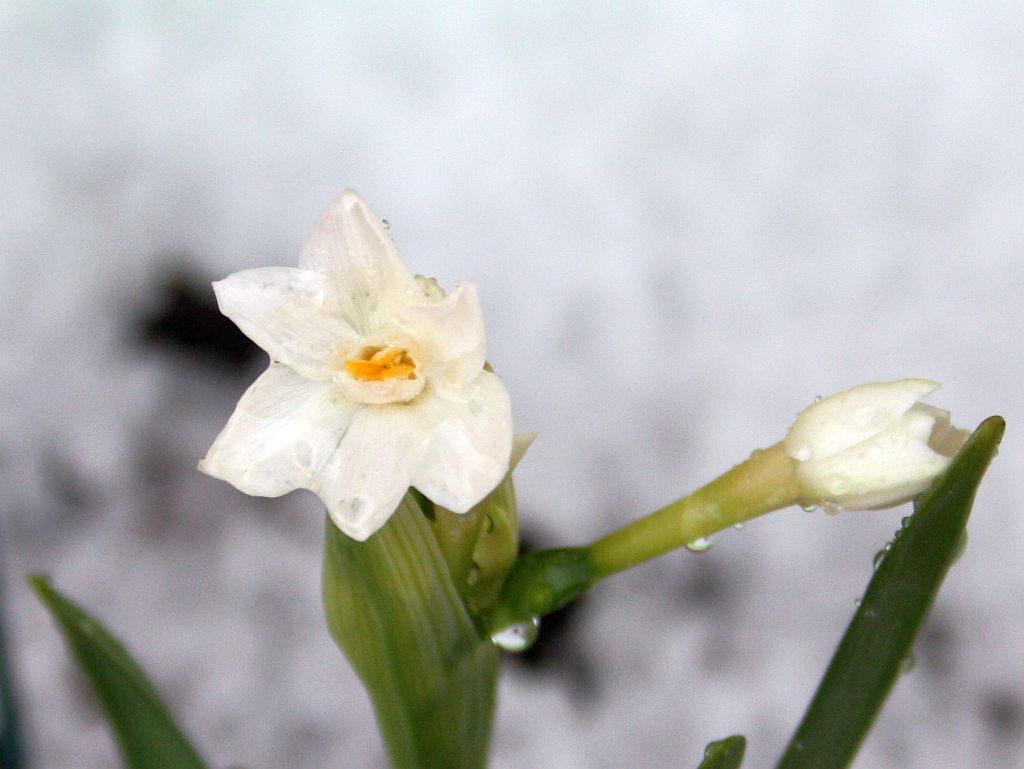 Paperwhite Buds